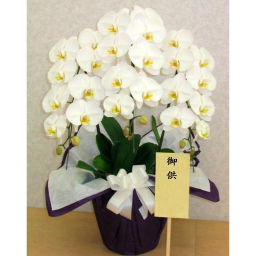 �Ӓ����i�������E�ʖ�E���V�E���ʎ��j