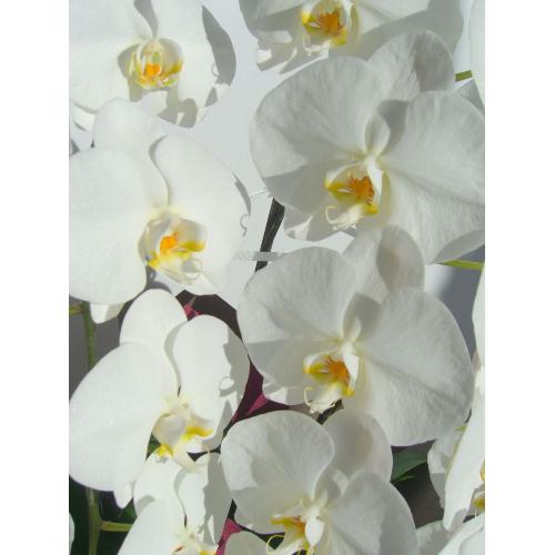 �Ӓ����i�������E�ʖ�E���V�E���ʎ��j2