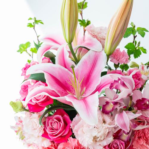 �����ƃ����̃S�[�W���X�A�����W�����g5