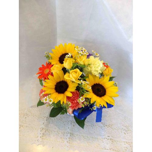 �y�I�X�X���z�@�Ђ܂��̃u���[���{���A�����W2
