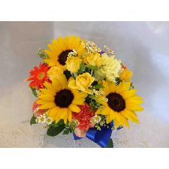 �y�I�X�X���z�@�Ђ܂��̃u���[���{���A�����W
