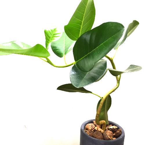 �t�����X�S���̖� ���픫/�O���[3