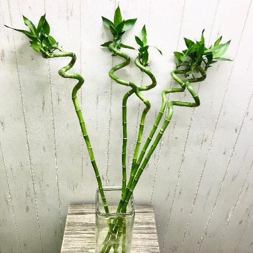 ���F�ǍD   �K�^�|�@�@�X�p�C�����o���u�[�@70-75cm  5�{5