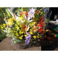 �C�G���\�I�����W�n�̃A�����W���Ł�