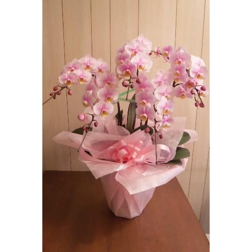 �~�j�Ӓ����@pink5F