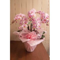 �~�j�Ӓ����@pink5F