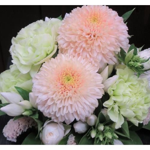 �V���֓͂��܂��悤�ɁB�Z�s�A�i�����Z�b�g�j2
