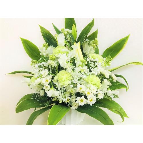 �������̔��オ��̌䋟�A�����W�����g�B