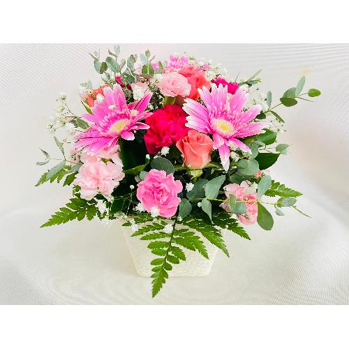 �s���N�K�[�x���̂��킢���A�����W�����g�B3