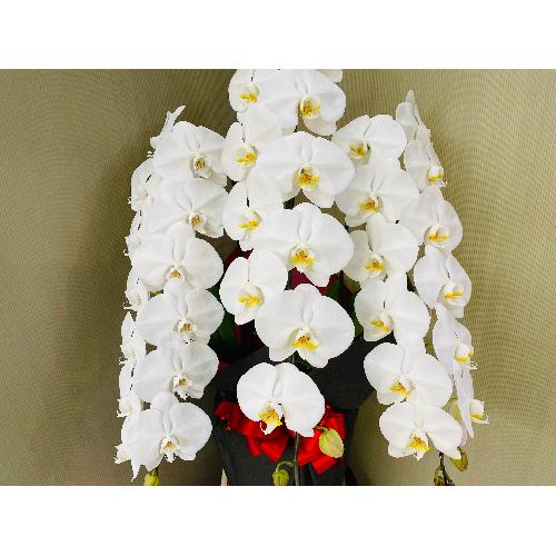 �Ӓ�����3�{����39�ֈȏ�i�ڂ݂��܂ށj��j���b�s���O3