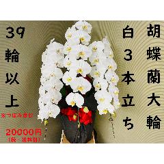 �Ӓ�����3�{����39�ֈȏ�i�ڂ݂��܂ށj��j���b�s���O