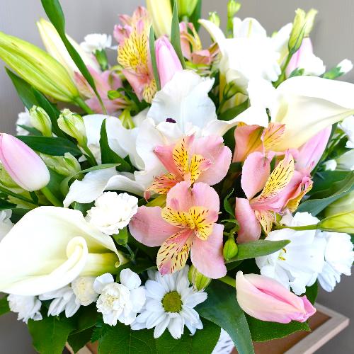 �������̂ق�̂�s���N�̌䋟�A�����W�����g�B3