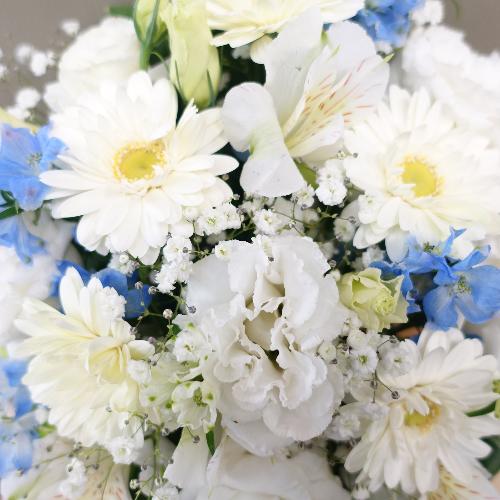 �f���t�B�j�E���̐��^�Ȕ��u���[�䋟�A�����W�����g3