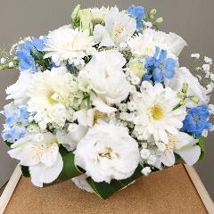 �f���t�B�j�E���̐��^�Ȕ��u���[�䋟�A�����W�����g