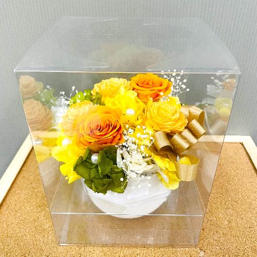 �v���U�[�u�h�t�����[�@�{�����[���̂��鉩�F�I�����W�n�̔�����4