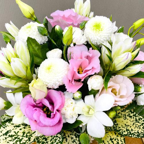 �s���N�̂��킢�����s���N�n�䋟�A�����W�����g2