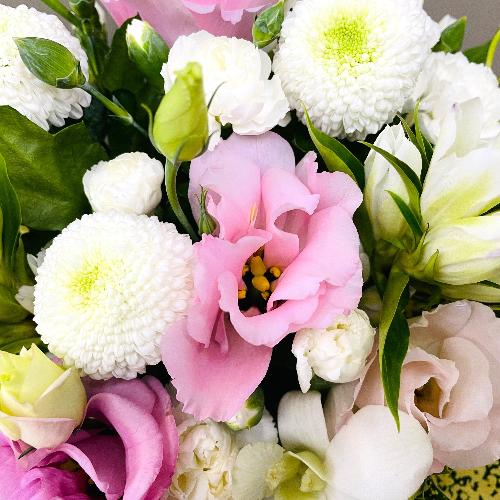 �s���N�̂��킢�����s���N�n�䋟�A�����W�����g3