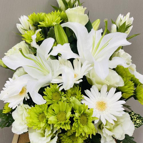 ���傤�ǂ����T�C�Y�A���O���[���䋟�A�����W�����g2