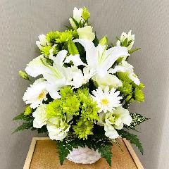 ���傤�ǂ����T�C�Y�A���O���[���䋟�A�����W�����g