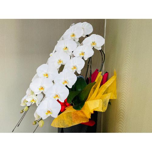 �Ӓ�����3�{����42�ֈȏ�i�ڂ݂��܂ށj��j���b�s���O4
