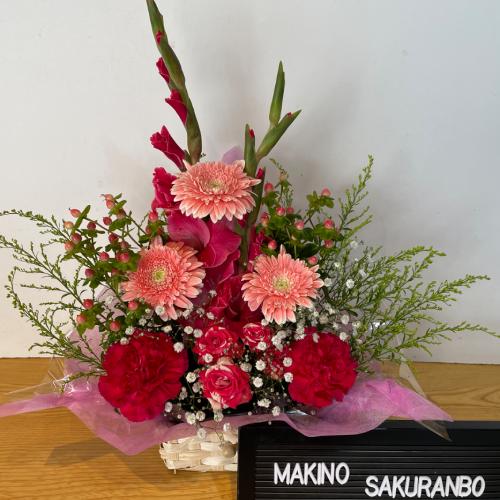 �s���N����ɓ��ꂽ�L���[�g�ō��؂ȃA�����W�����g