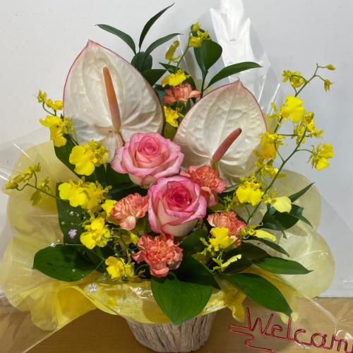 �A���X�����[���ƕ��F�̃o���̃A�����W�����g2