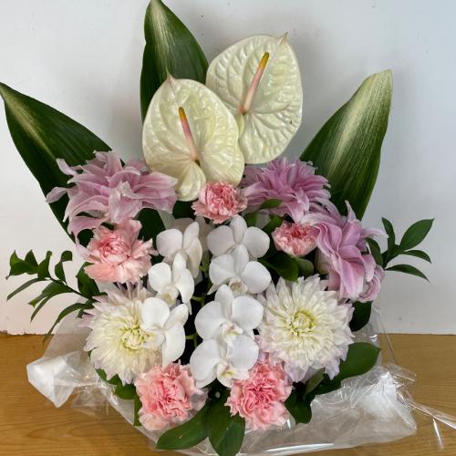 �Ӓ����ƃA���X�����[���̍��؁I�������A�����W�����g2
