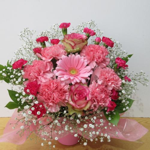 �l�C�I�s���N�s���N�̃A�����W�����g�@�A