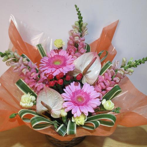 �s���N�̃K�[�x���ƃA���X�����[���̉����A�����W4