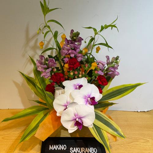 �K���̌Ӓ����I�ƃI�����W�̍��؂ȃA�����W�����g