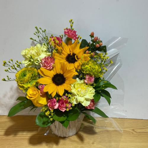 �Ђ܂��ƃJ�[�l�[�V�����̖��邢�A�����W�����g�i�o������j3