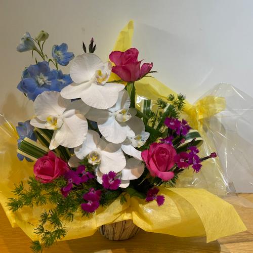 �K���̌Ӓ����ƃu���[���Y��ȃA�����W�����g2