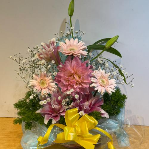 �D�����s���N�̃L���[�g�ȃA�����W�����g3
