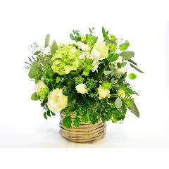 �z���C�g�O���[���̃i�`�������A�����W