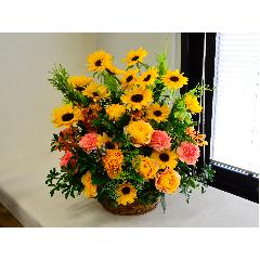 �q�}�������C���̍��؂ȃA�����W�����g