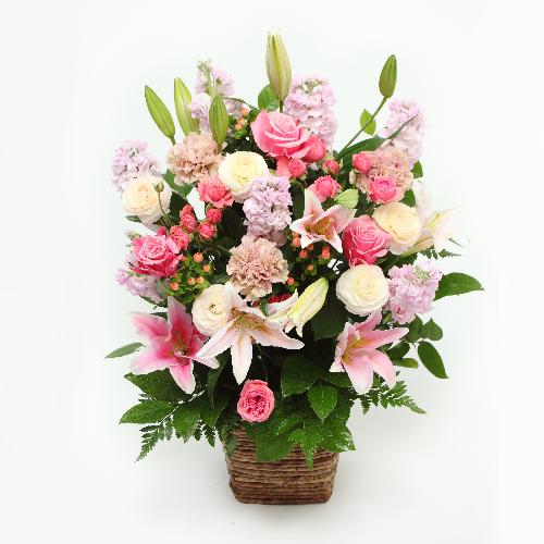 �x���[�����_�t���@Berry Wonderful