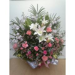 �X�^�C���b�V���ȃA�����W�����g