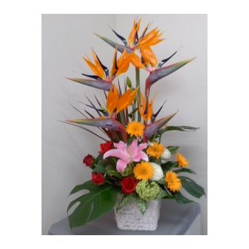 �ԉ�����͂��z�B�I�ԑ��Ȃǃt�����[�M�t�g�́y�t�W�e���r�t�����[�l�b�g�z