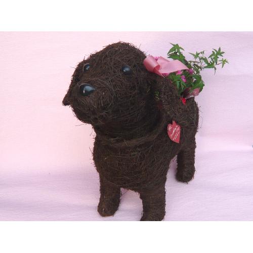 Dog�@�l�����������@�`�f�G�ȉԂ����͂����܂��`3