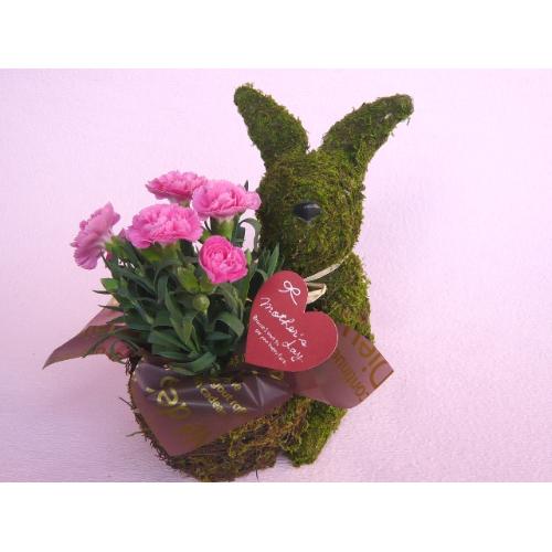 Plant Moss�@Rabbit�@Pink�@