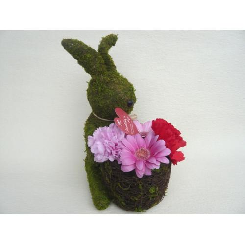 Moss�@Rabbit�@�@�t�����[�A�����W�����g4