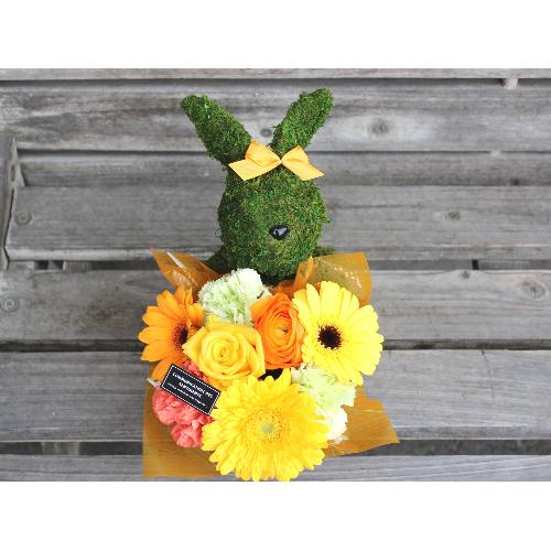 Moss�@Rabbit�K�[���@�v���X YO2