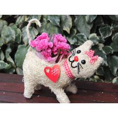 �q�L����� R �J�[�l �s���N