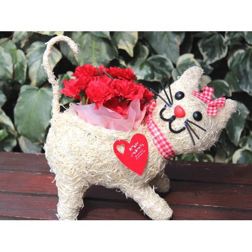 �q�L�����R �J�[�l���b�h