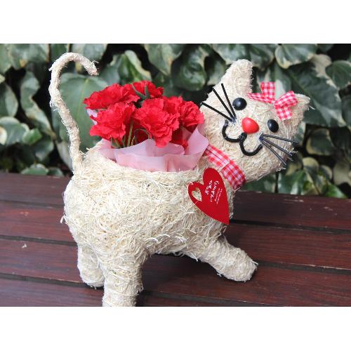 �q�L�����R �J�[�l���b�h