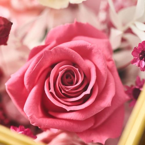 ���^�ߎ��I���W�i�� �v���~�A���v���U�[�u�h�t�����[�A�����W�u���r�[�v5