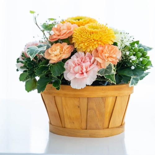 �y�b�g�����̃������A���t�����[�i�A�v���R�b�g�j3