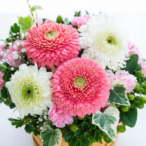 �y�b�g�����̃������A���t�����[�i���u���[�s���N�j4