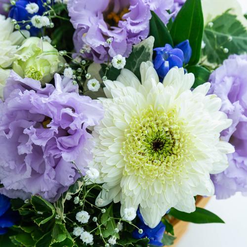 �y�b�g�����̃������A���t�����[�i�X�C�[�g�p�[�v���j4