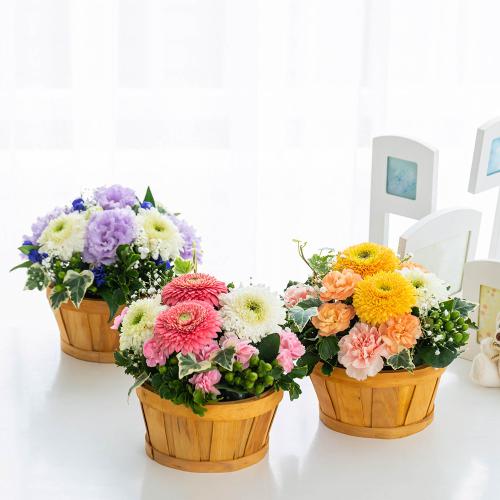 �y�b�g�����̃������A���t�����[�i�X�C�[�g�p�[�v���j6